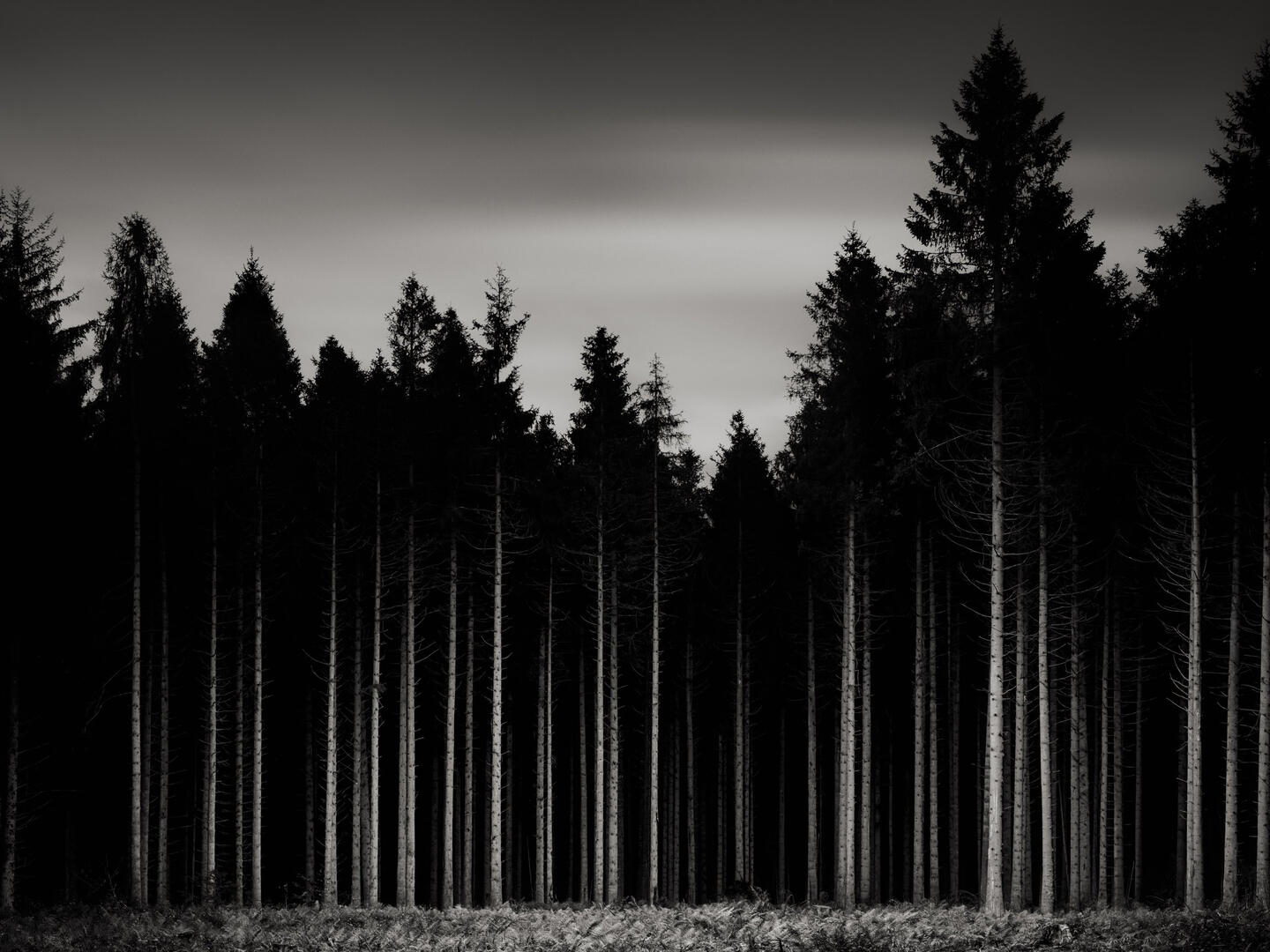 Jasper Goodall, Into the Wild Night