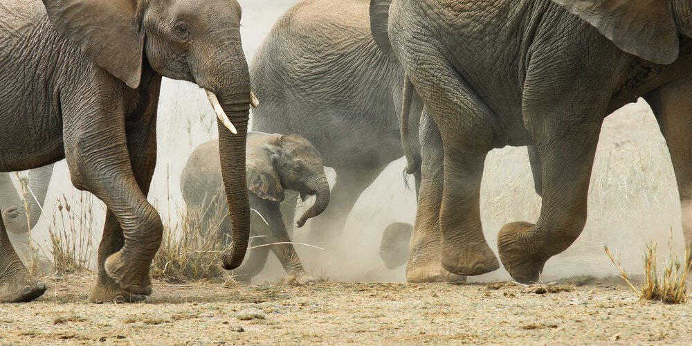 Amboseli Crossing