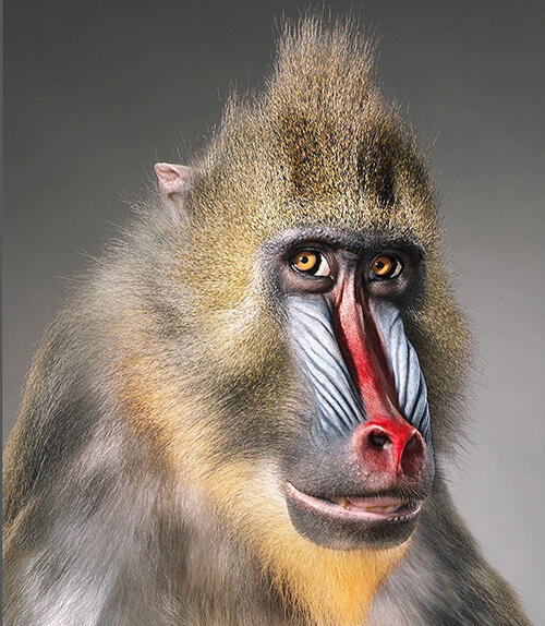 Mandrill, Courtesy: Tim Flach