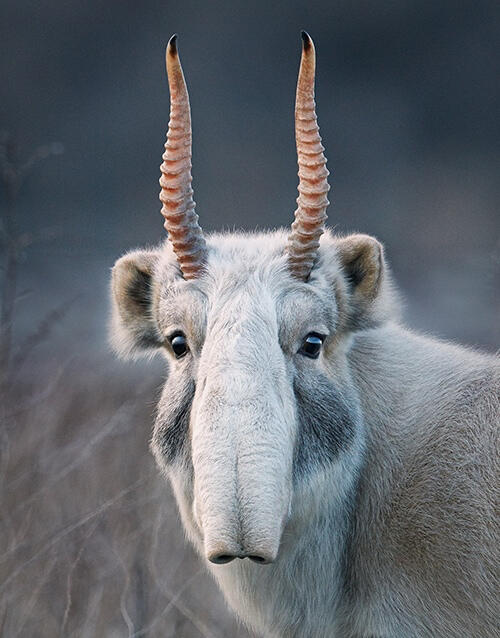 Saiga, Courtesy: Tim Flach