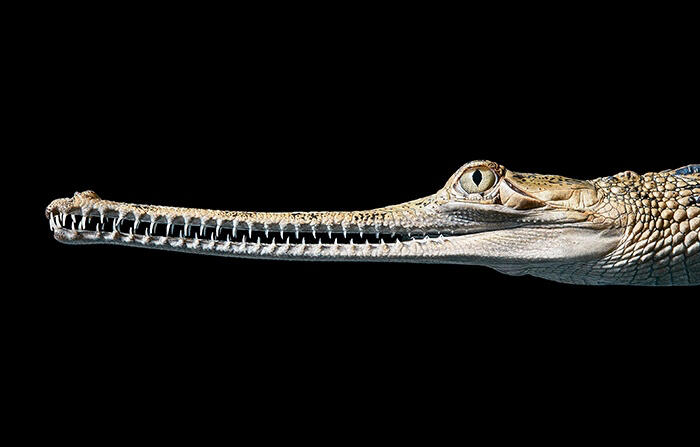 Indian Gharial, Courtesy: Tim Flach
