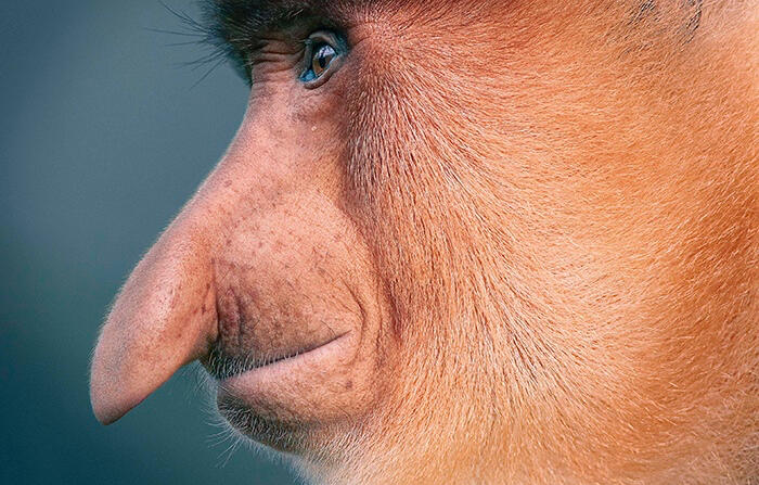 Proboscis Monkey, Courtesy: Tim Flach