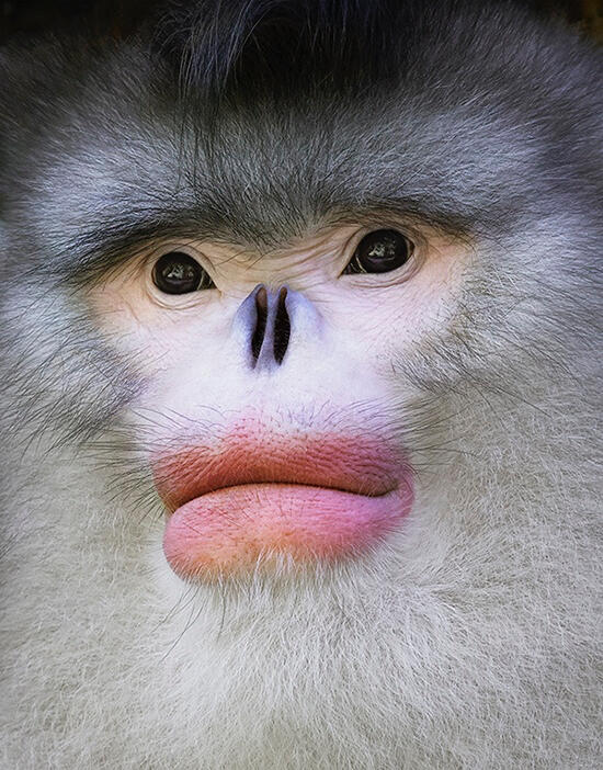 Yunan Snub Nosed Monkey Portait, Courtesy: Tim Flach